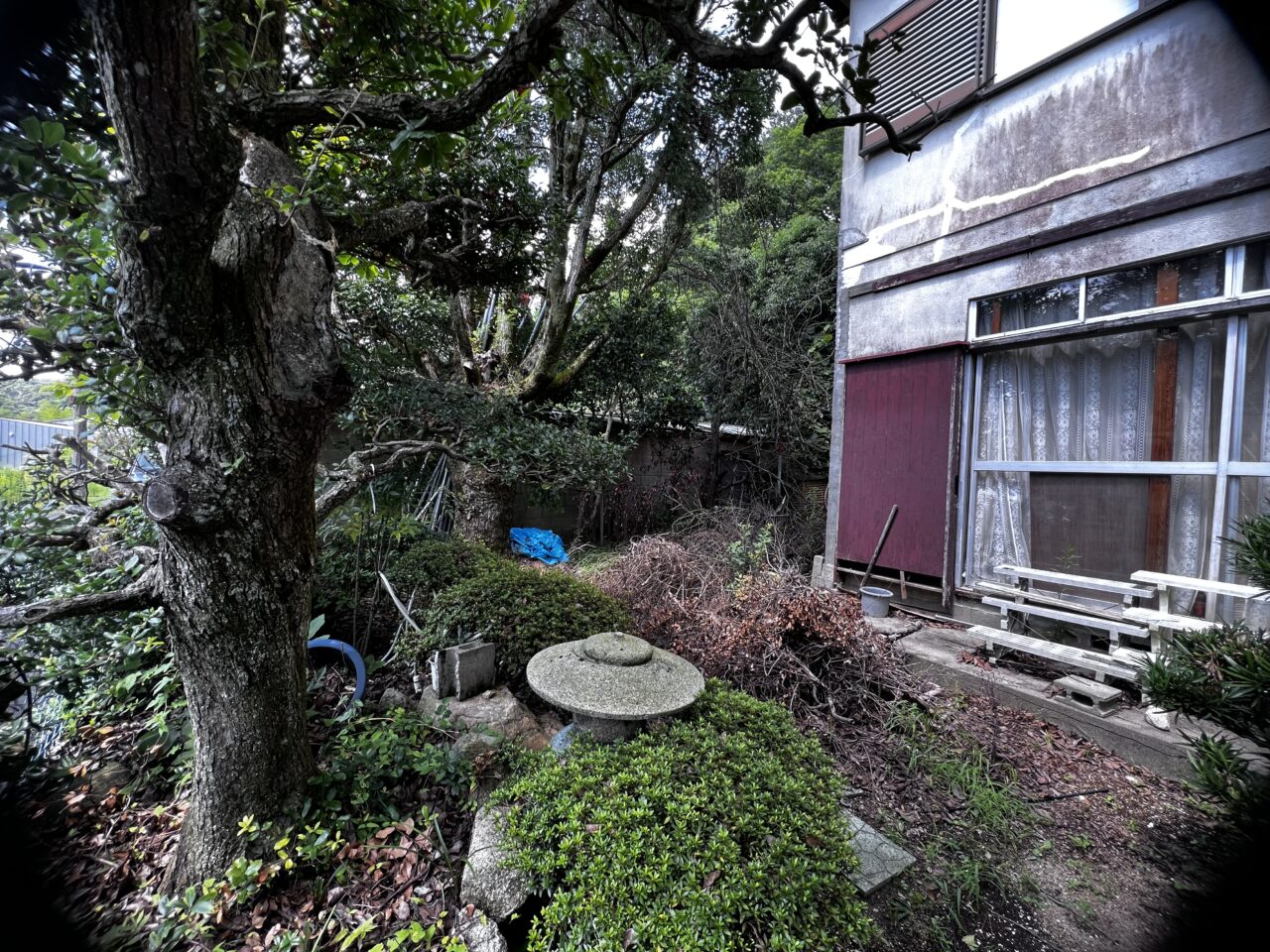 芦屋市 解体実績 敷地内に植栽された大木-1