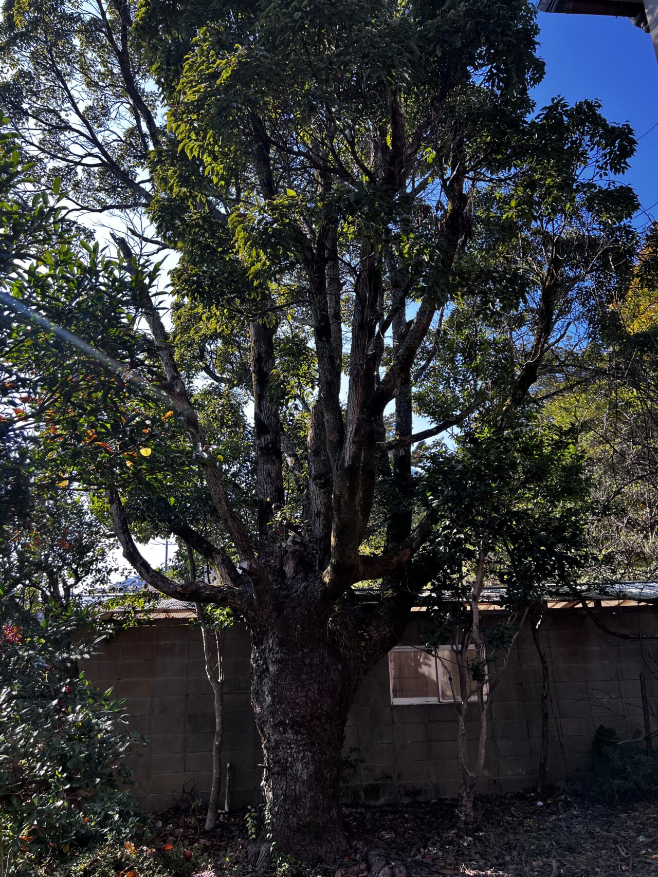 芦屋市 解体実績 敷地内に植栽された大木-2